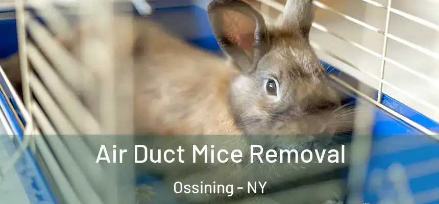 Air Duct Mice Removal Ossining - NY